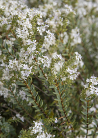 Hebe 'Western Hills'